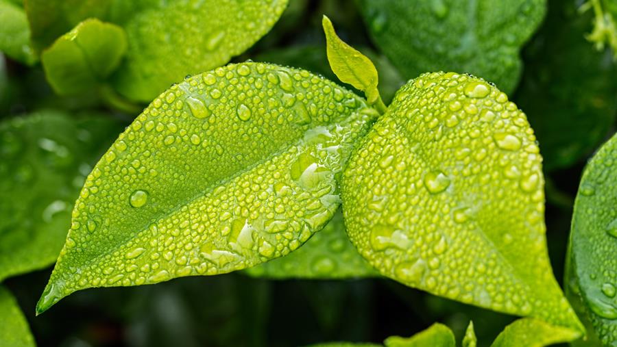 Les microgels de protéines végétales sont prometteurs