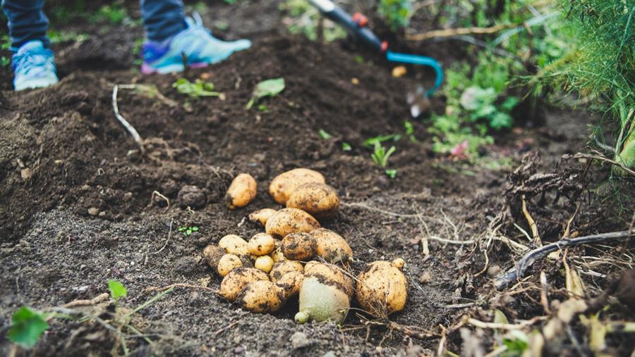 Portret van een wereldsucces: de Belgische aardappel