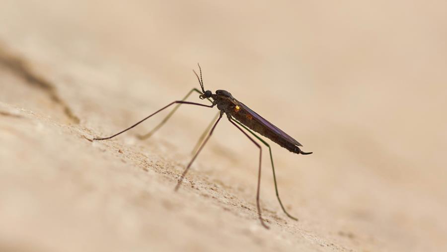 KU Leuven-onderzoekers vinden veelbelovend medicijn voor behandeling van ernstige malaria