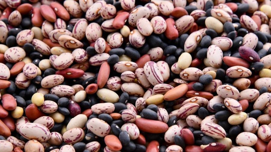 L'enthousiasme pour la cultivation, la transformation et la consommation des légumineuses est grand